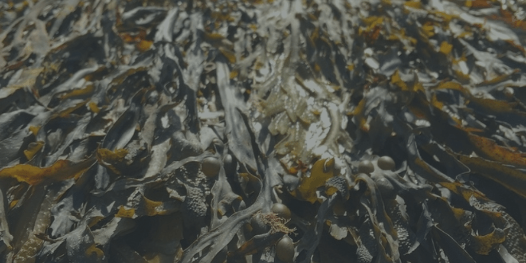 Why eat seaweed?